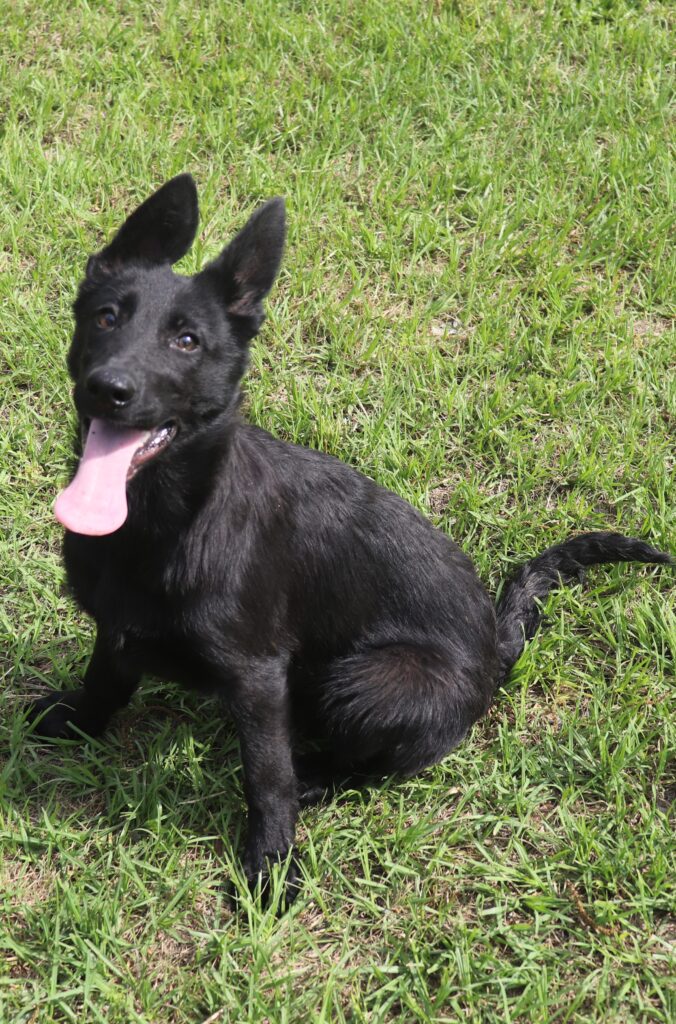 Triple S German Shepherds