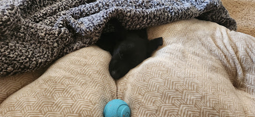 Photo from customer review