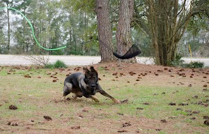 Triple S Shepherds DDR German Shepherds place picture